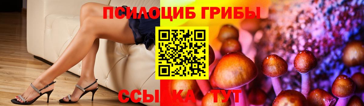 Псилоцибиновые грибы Psilocybe Вичуга
